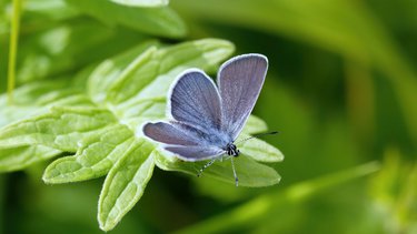A small blue butterfly