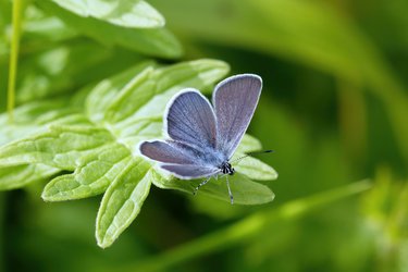 A small blue butterfly