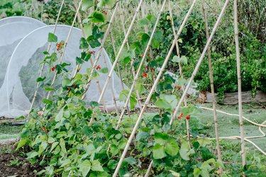 A Letchworth allotment
