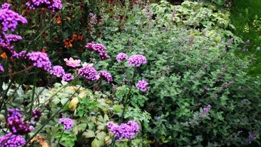 Purple flowers in a flower bed