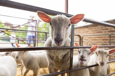 A group of lambs at Standalone Farm
