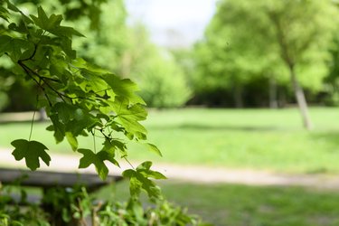 A close up of leaves in a Letchworth green space.