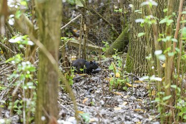 A black squirrel in Letchworth