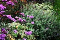 Purple flowers in a flower bed