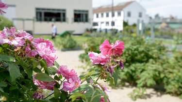 Wynd Community Gardens