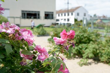 Wynd Community Gardens